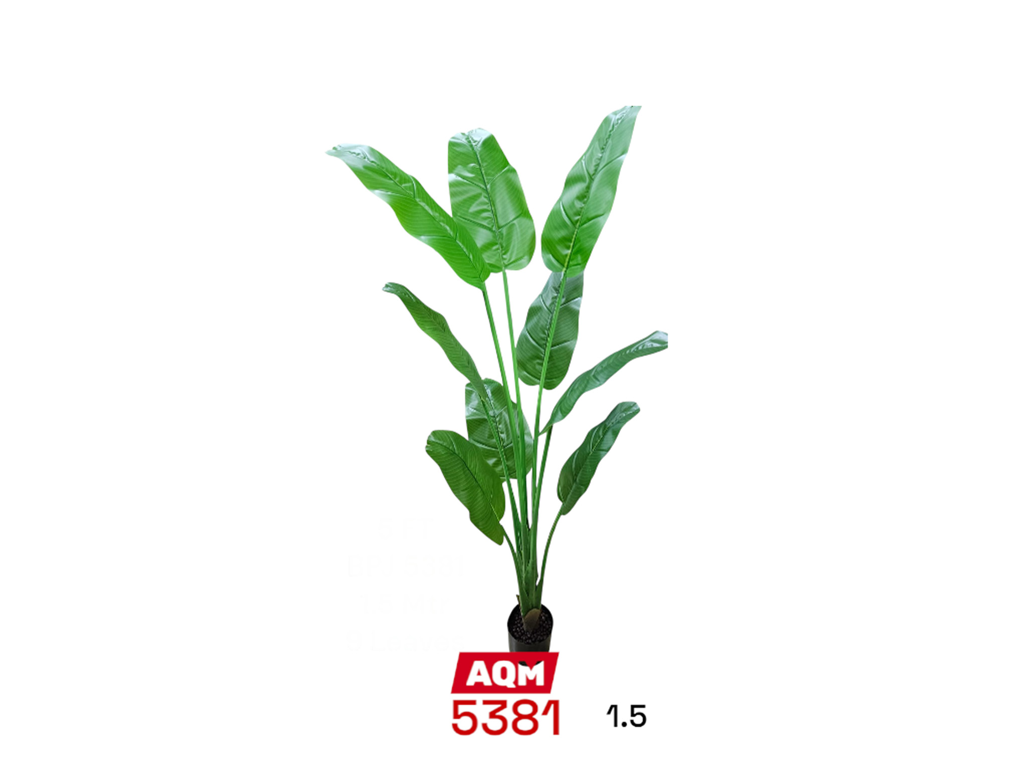 plants