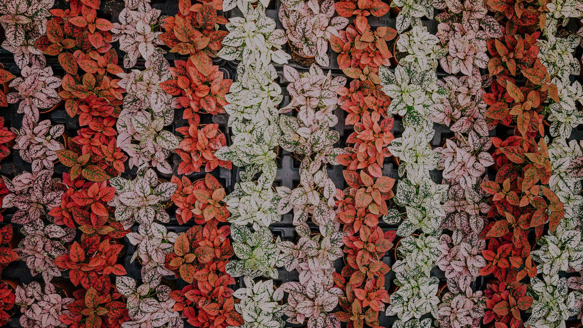 Image Slider